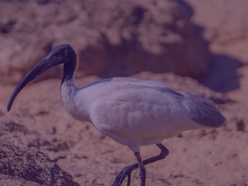 ibis