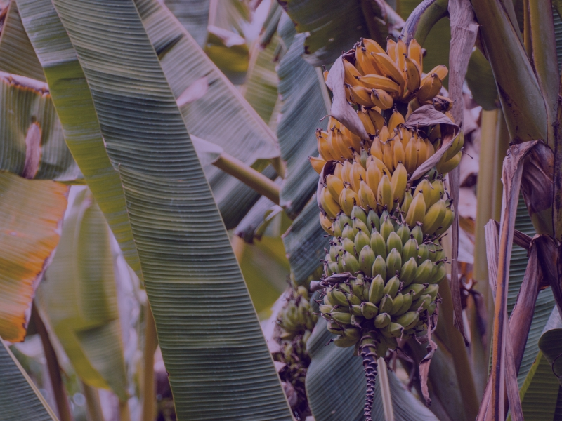 banana